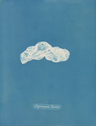 Asperococcus Turneri