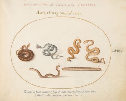 Asps and Vipers (1575-1590)