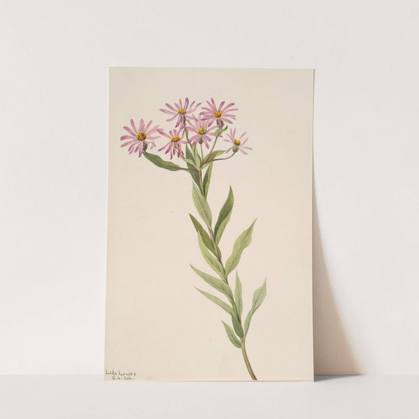 Aster Engelmann (1904) by Mary Vaux Walcott