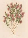 Aster Sericeus (1818-1824)