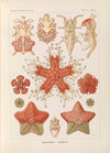 Asteridea. – Seesterne