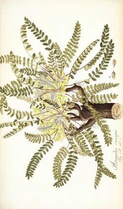 Astragalus exscapus