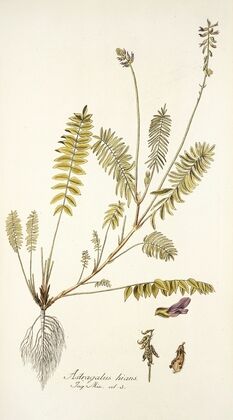 Astragalus hians