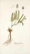 Astragalus leontinus
