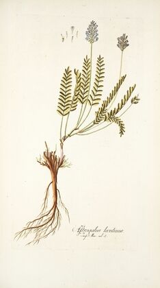 Astragalus leontinus