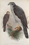 Astur palumbarius. Goshawk. (1862-1873)