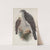 Astur palumbarius. Goshawk. (1862-1873) by John Gould
