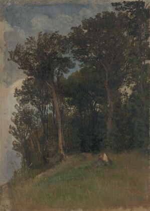 At the Edge of a Forest
