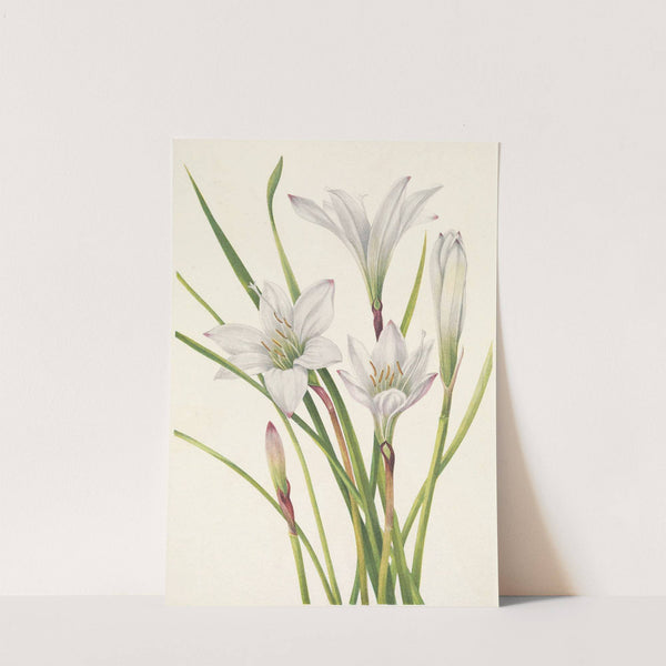 Atamasco-lily. Atamosco atamasco (1925) by Mary Vaux Walcott