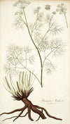 Athamanta matthioli