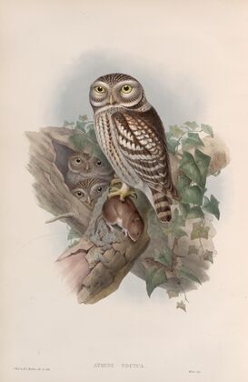 Athene noctua. Little Owl. (1862-1873)