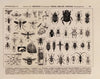 Atlas da Fauna do Brasil Pl.08