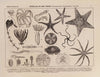 Atlas da Fauna do Brasil Pl.10
