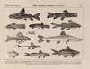 Atlas da Fauna do Brasil Pl.15
