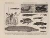 Atlas da Fauna do Brasil Pl.17
