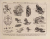 Atlas da Fauna do Brasil Pl.18