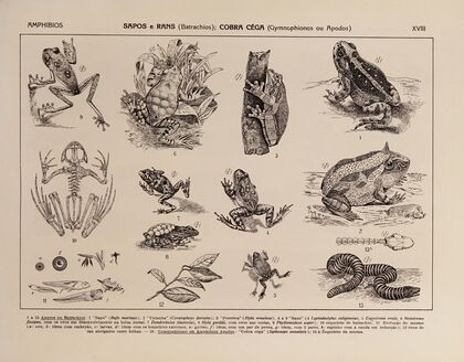 Atlas da Fauna do Brasil Pl.18