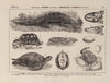 Atlas da Fauna do Brasil Pl.19