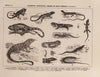 Atlas da Fauna do Brasil Pl.20