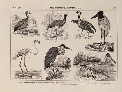 Atlas da Fauna do Brasil Pl.23