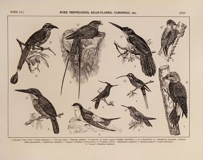 Atlas da Fauna do Brasil Pl.26