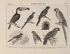 Atlas da Fauna do Brasil Pl.27