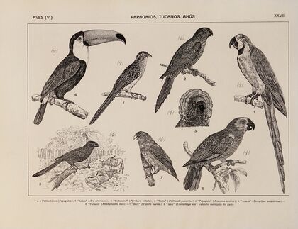 Atlas da Fauna do Brasil Pl.27