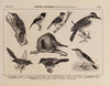 Atlas da Fauna do Brasil Pl.28