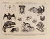 Atlas da Fauna do Brasil Pl.30