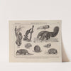 Atlas da Fauna do Brasil Pl.31 by Rodolpho von Ihering