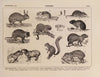 Atlas da Fauna do Brasil Pl.32