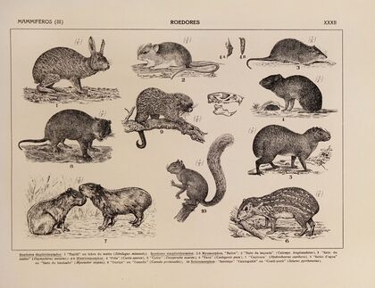 Atlas da Fauna do Brasil Pl.32