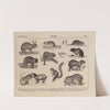 Atlas da Fauna do Brasil Pl.32 by Rodolpho von Ihering