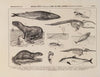 Atlas da Fauna do Brasil Pl.33