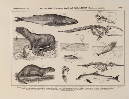 Atlas da Fauna do Brasil Pl.33