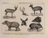 Atlas da Fauna do Brasil Pl.36
