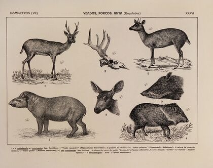 Atlas da Fauna do Brasil Pl.36