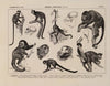 Atlas da Fauna do Brasil Pl.37