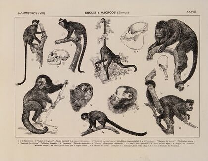 Atlas da Fauna do Brasil Pl.37