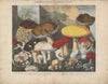 Atlas – Des champignons comestibles, suspects et vénéneux Pl.01