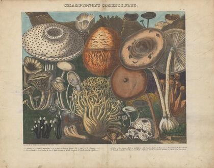 Atlas – Des champignons comestibles, suspects et vénéneux Pl.02