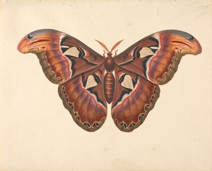 Atlas Moth
