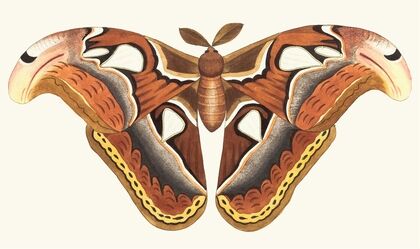 ATLAS MOTH
