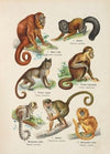 Atlas państwa zwierzęcego Pl.03 (1905)