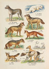 Atlas państwa zwierzęcego Pl.07 (1905)