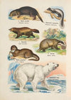 Atlas państwa zwierzęcego Pl.10 (1905)