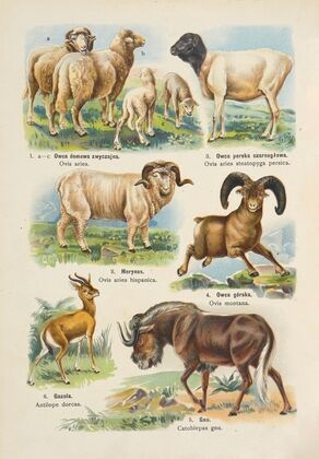 Atlas państwa zwierzęcego Pl.20 (1905)