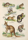 Atlas państwa zwierzęcego Pl.31 (1905)
