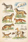 Atlas państwa zwierzęcego Pl.40 (1905)