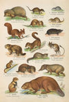 Atlas państwa zwierzęcego Pl.45 (1905)